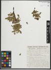 Foto von Salix myrsinites L. x Salix nigricans Sm.